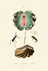 Bénitier géant, 1833-39
